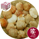 Sea Shells - Natural Queenie Scallop